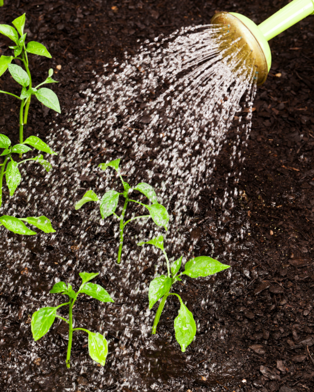 Watering Plants